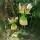 Elfe mit Blume