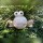 Frosch
