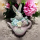 Hase in Kanne
