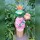Metallfrosch